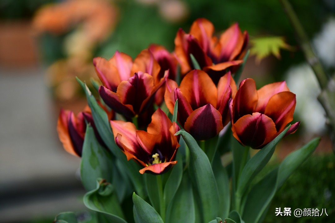 河马花园最耐阴植物,最漂亮的花园里的郁金香