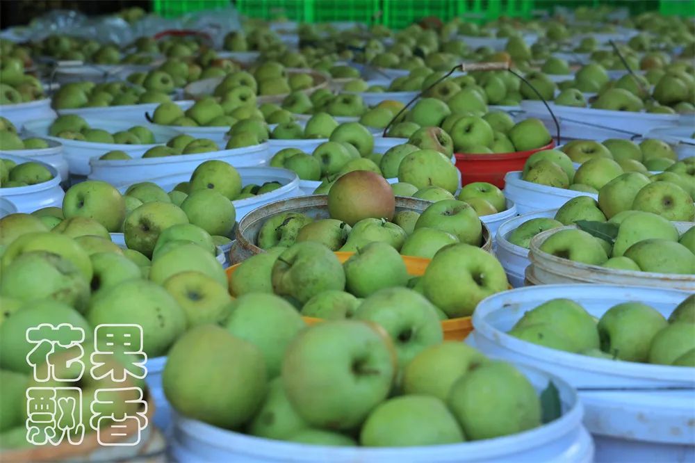 目前富士苹果最好的是哪一种,和富士苹果相似的苹果品种
