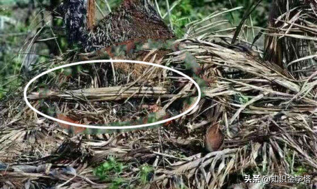 广西硬核军训吉利服,贵州军训服