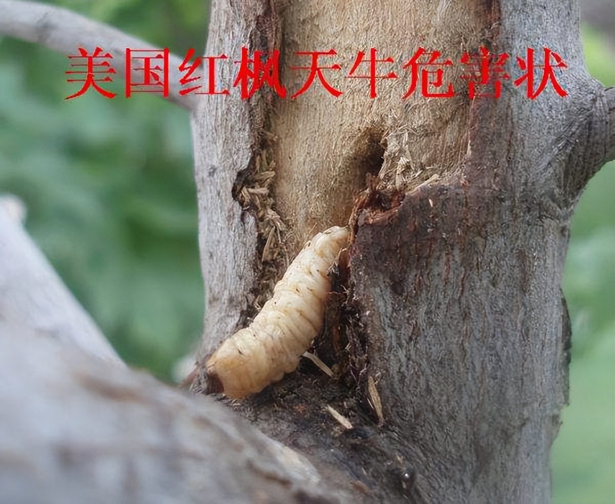 十年前种的树现在能卖多少钱,现在种树什么树值钱