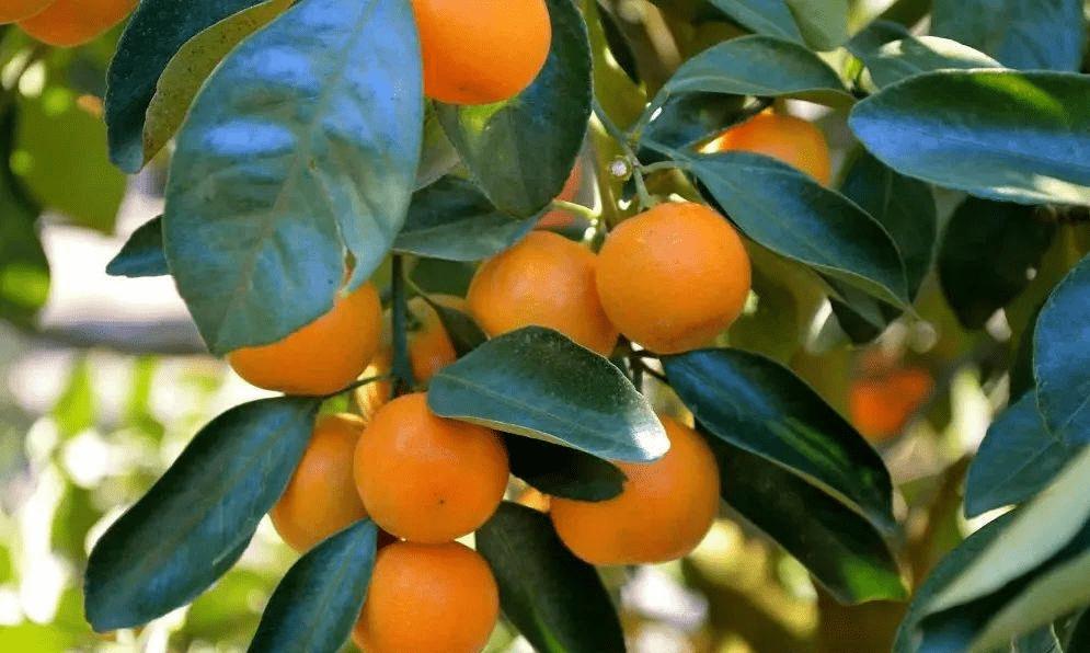 陈皮为什么越久越香越好,陈皮哪一种最香