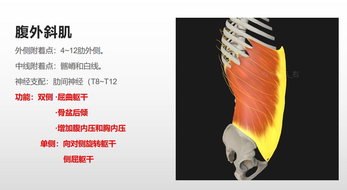 如何练出腹肌和马甲线有效方法,女生腹肌vs男生腹肌马甲线怎么练