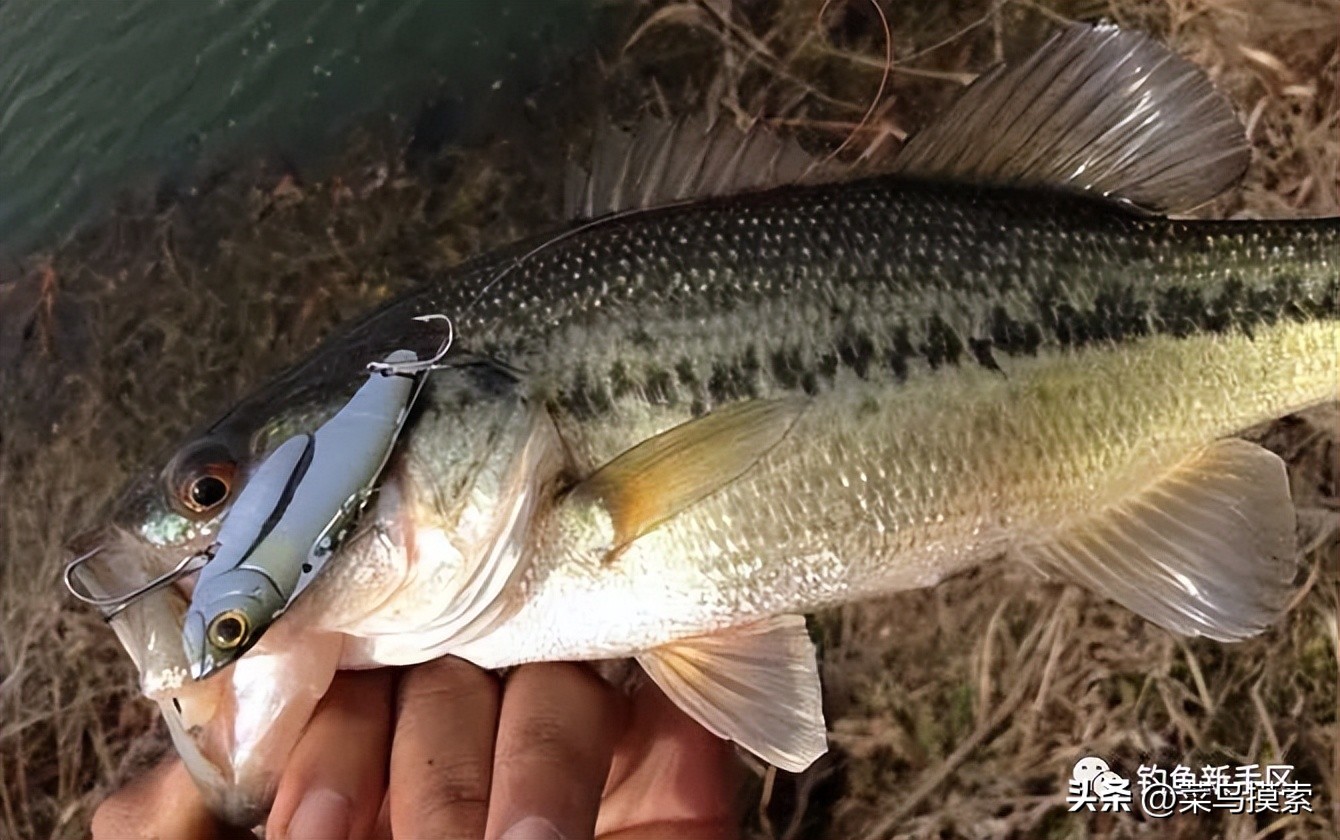 大加州鲈鱼怎么钓,加州鲈鱼钓法