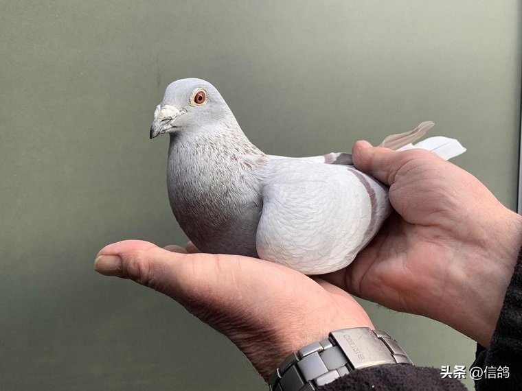 比利时鸽展,国际鸽展