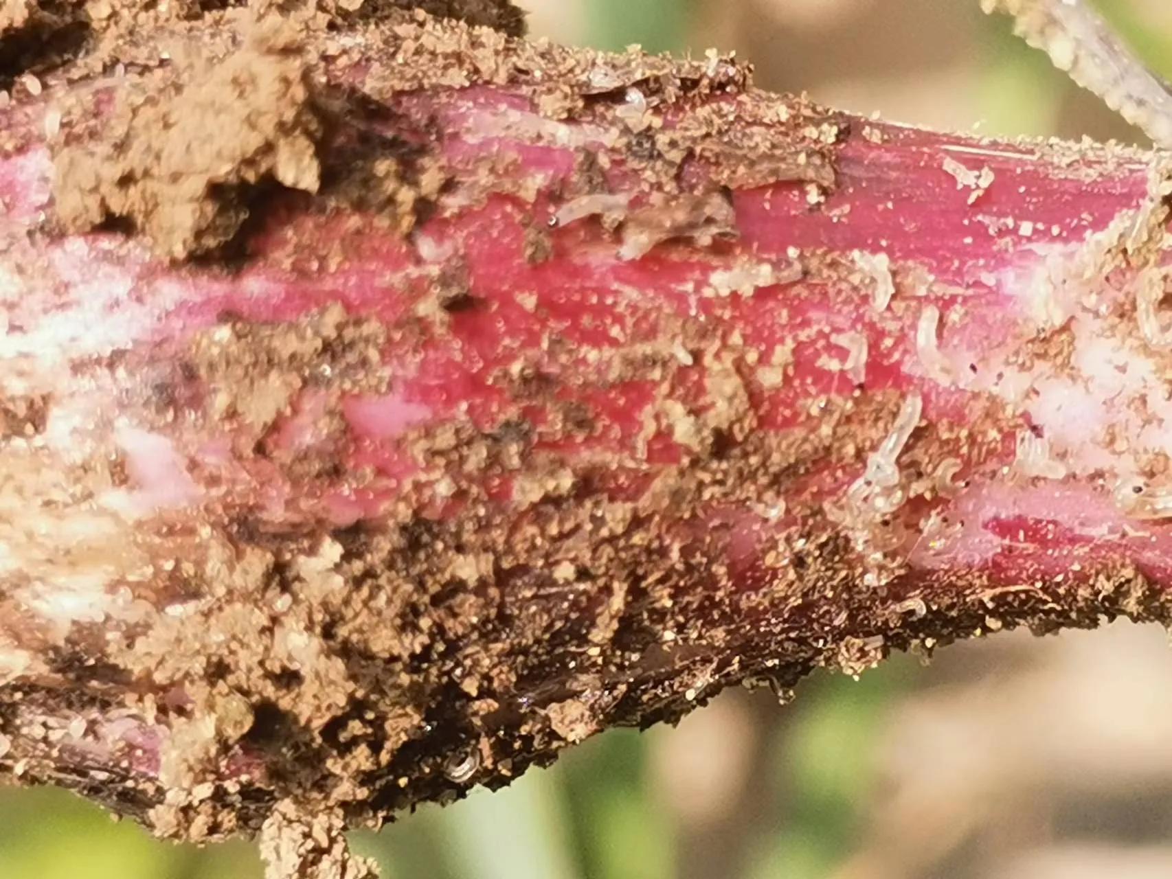 蒜苗叶片发黄，都是这5个问题引起的，用这些方案可轻松防治