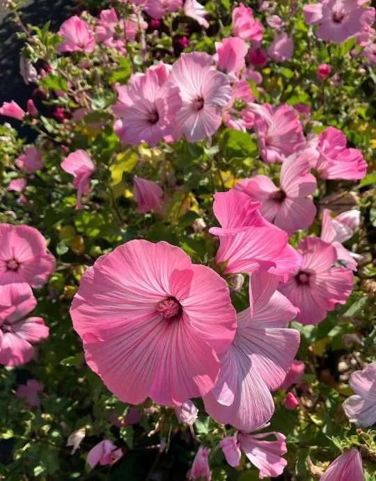 认识各种花的花名,认识各种花的名称