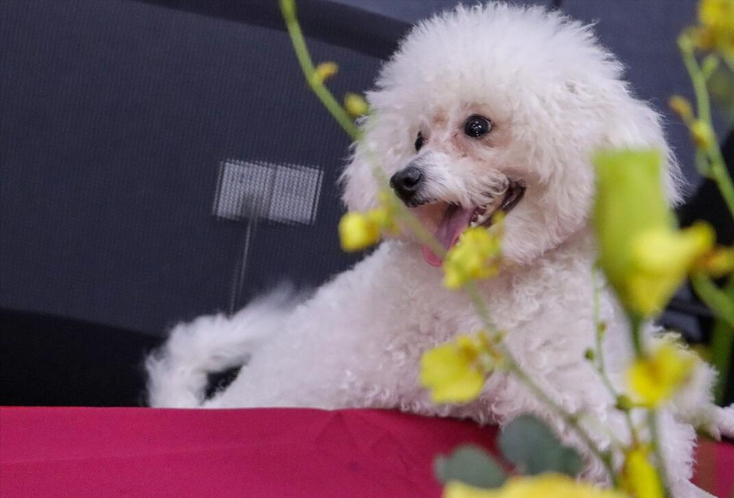 兽医怎么养宠物,兽医教你如何喂养一个月大的犬