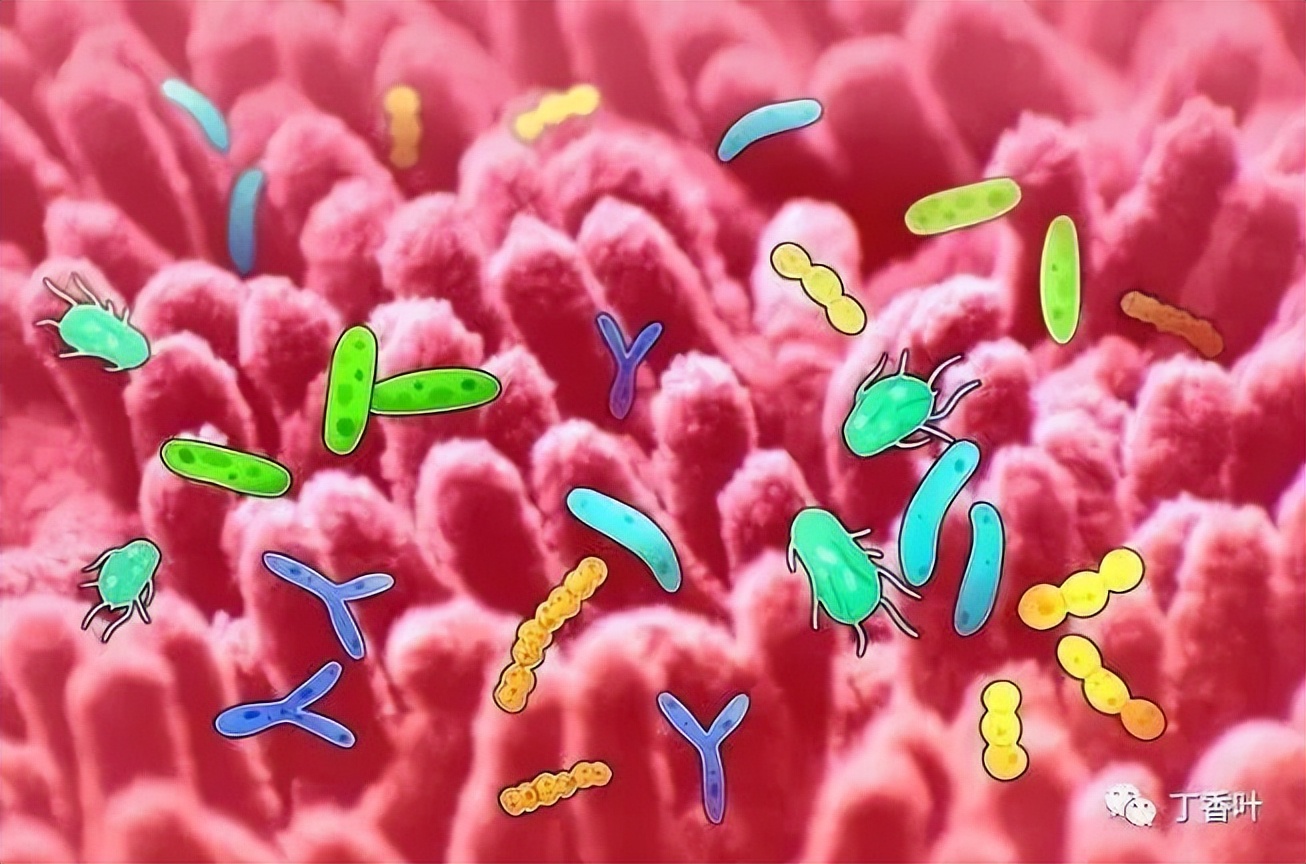 小肠细菌过度生长和心理有关系,小肠细菌过度生长阳性是怎么回事