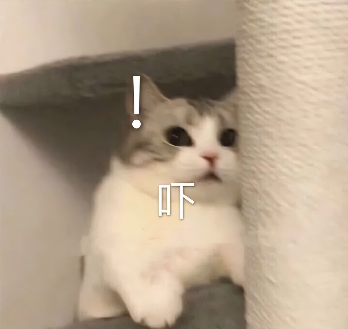 鏈変釜骞冲彴鍐掑厖浜笢鐧芥潯鑳借拷鍥炲悧,浜笢鍙嶈瘓妗堜緥瑙嗛