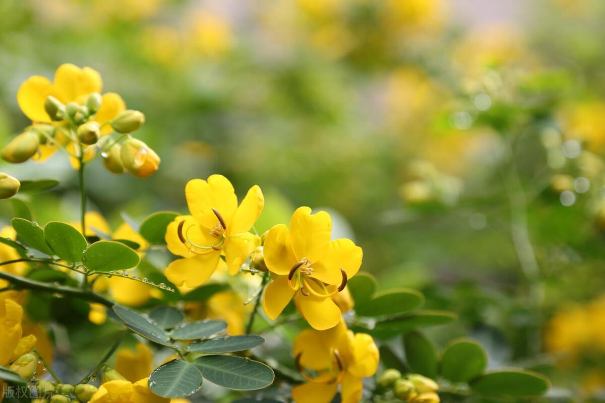 蛇最怕的东西是什么呢,蛇最怕一个东西是什么