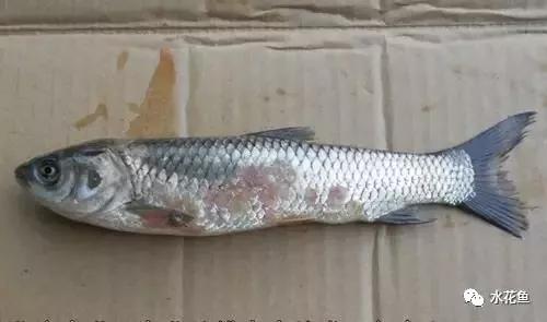 低温水霉怎么治疗,赤皮水霉