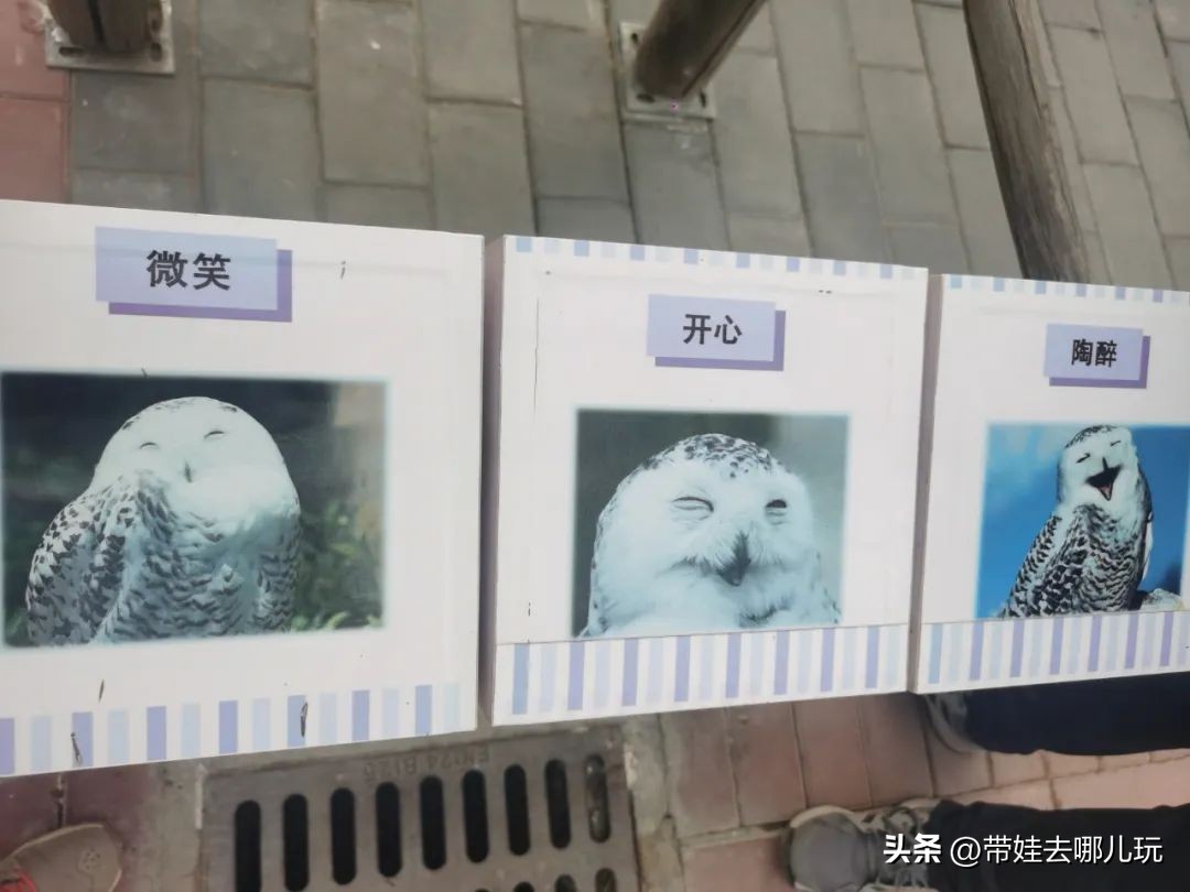 一天玩遍北京野生动物园,包场去鸟巢