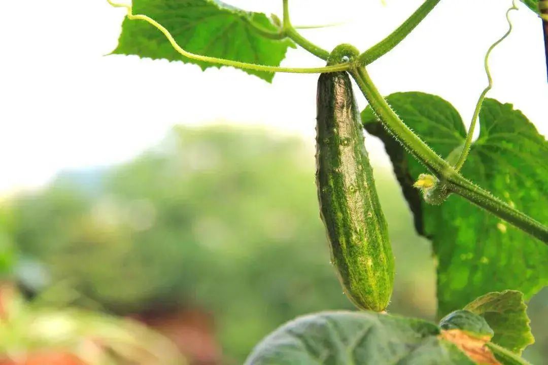 种的小黄瓜长势喜人,家庭观赏可爱小黄瓜种植
