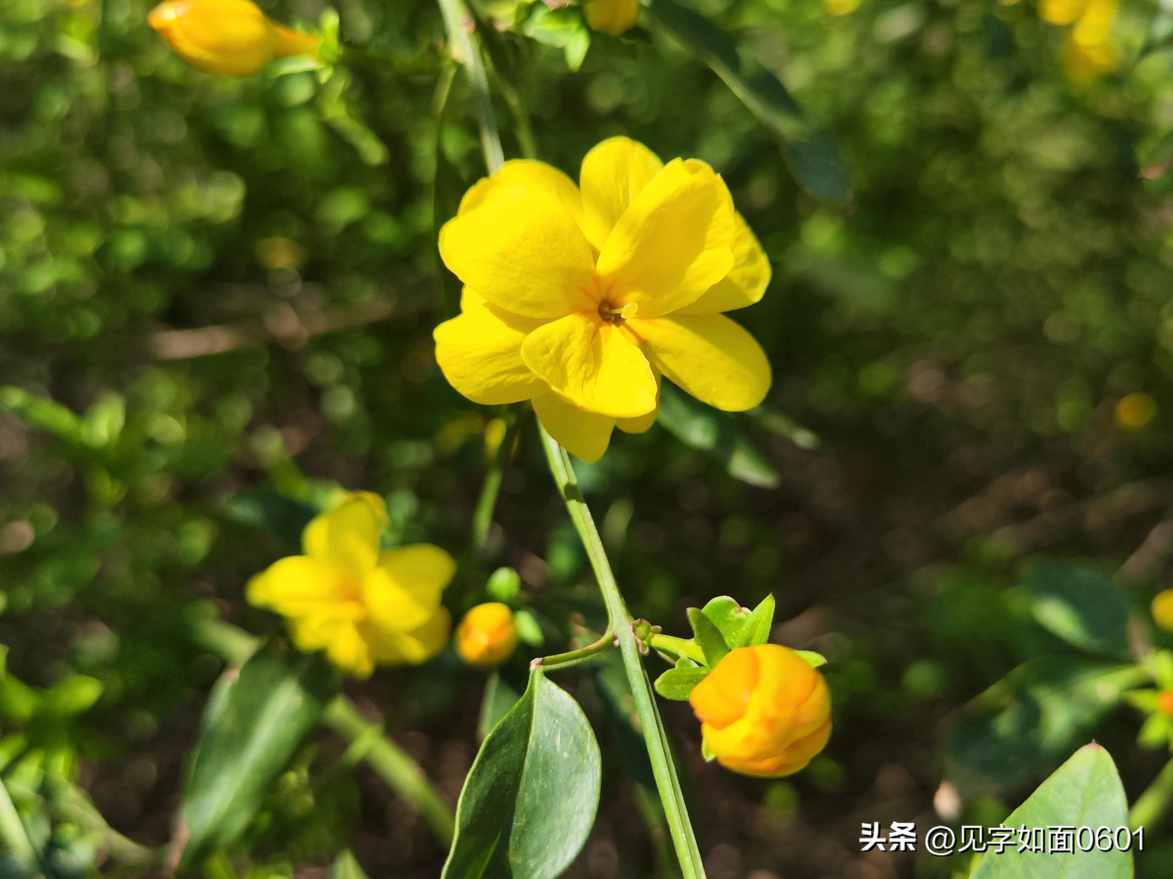 野迎春与迎春花的区别,迎春花和野迎春