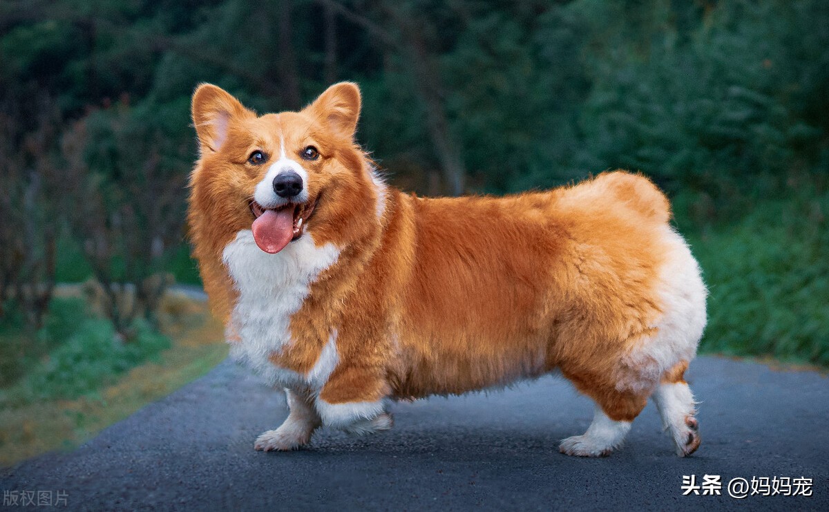 狗狗精神不好浑身无力有很多眼屎,狗狗老是流眼泪和眼屎得了什么病