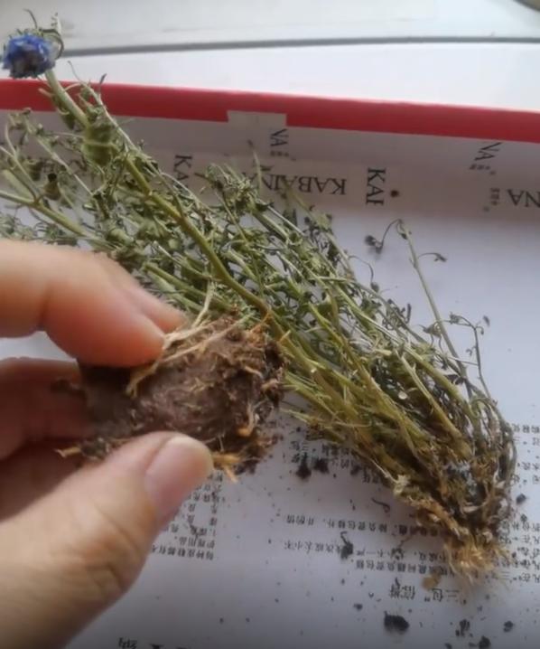 重瓣丹麦风铃花为什么养不活,重瓣风铃花该怎么养