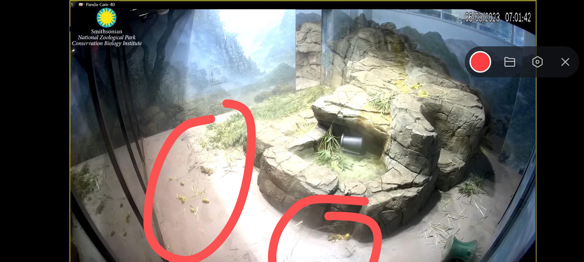 6.3日小奇迹崽崽:快给本崽崽多多上供能吃的竹子和竹笋