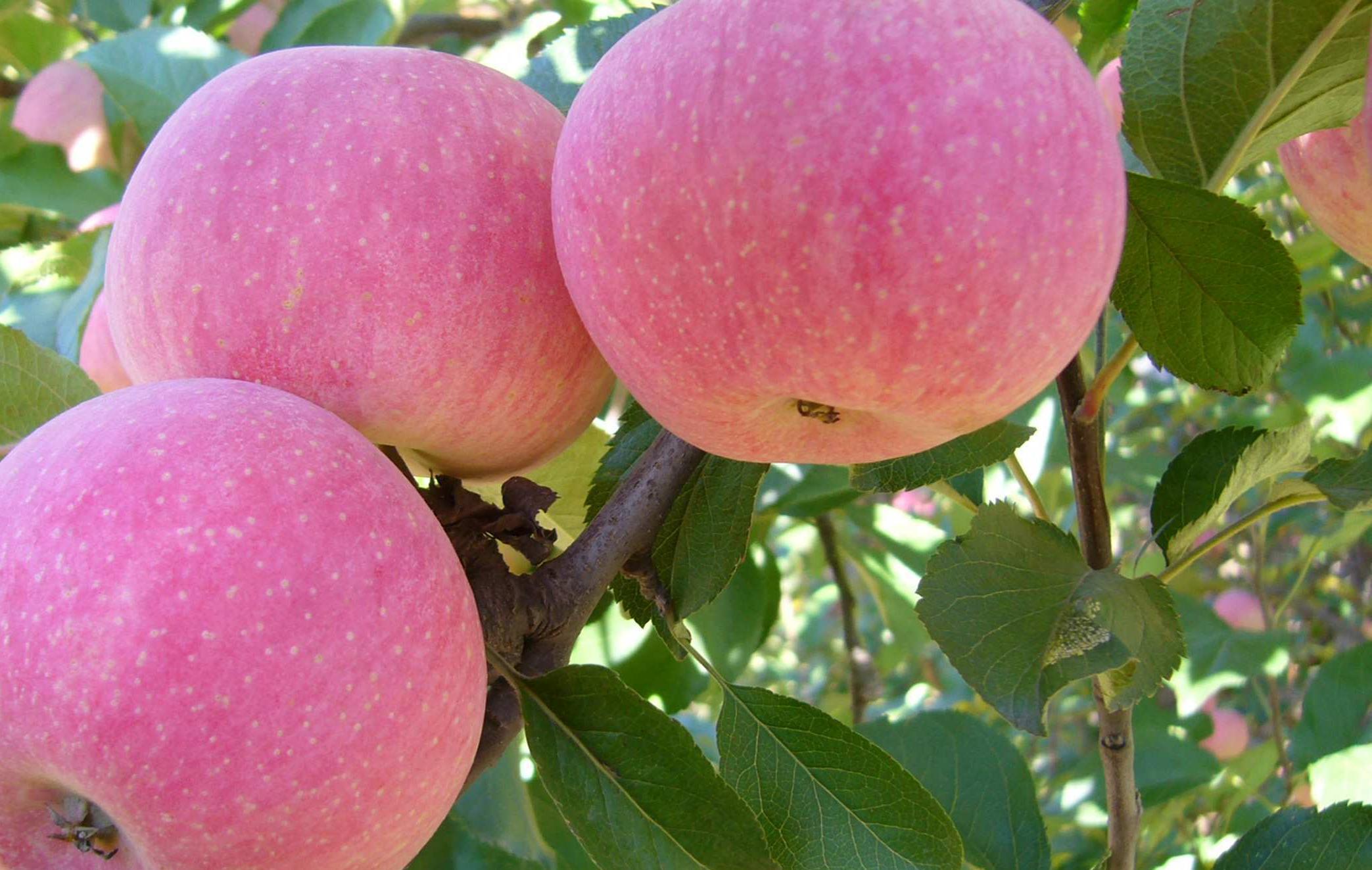 一村一品案例,一村一品精品水果