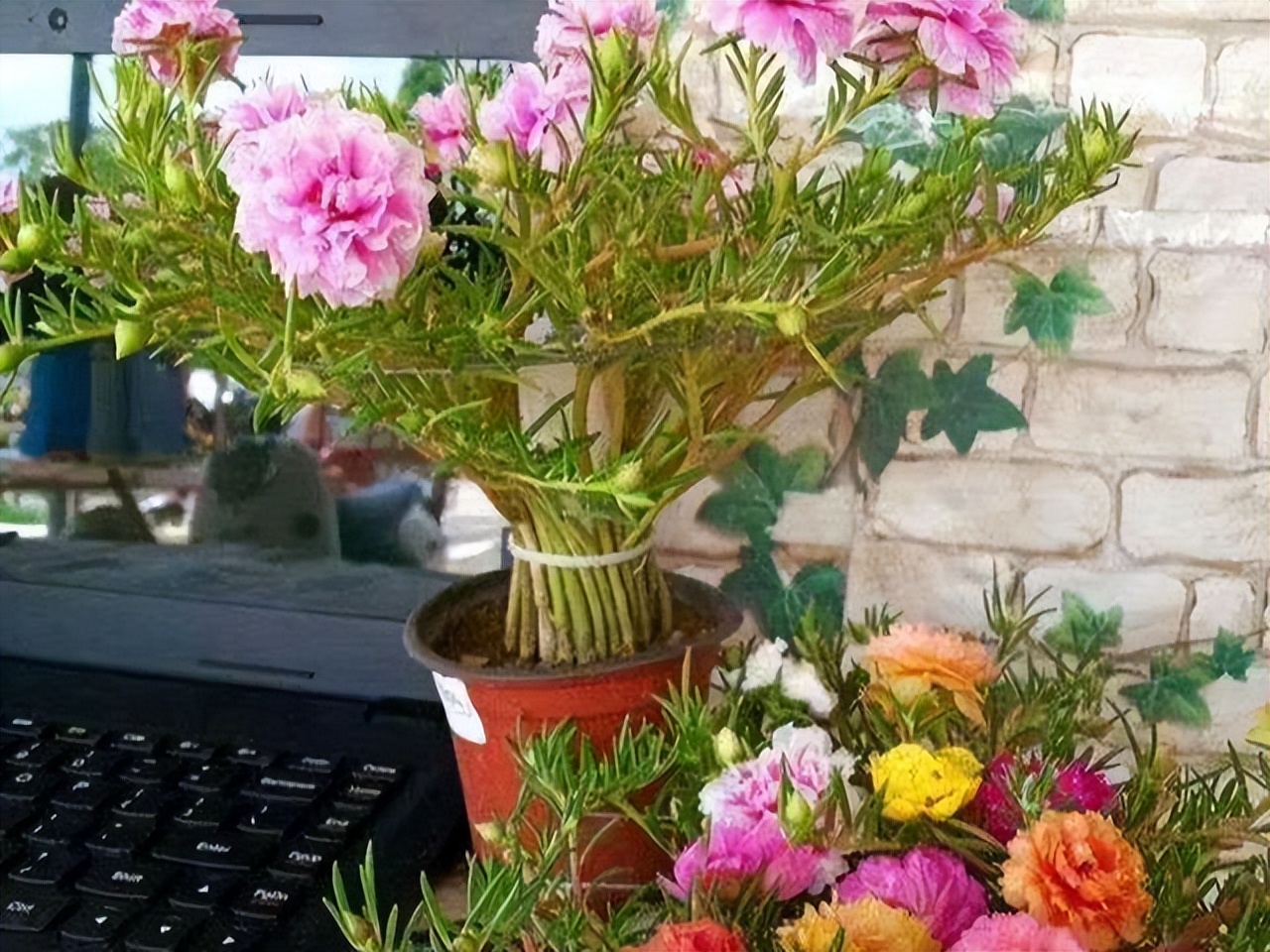 封闭阳台不怕夏天暴晒的植物,适合阳台高温暴晒的植物