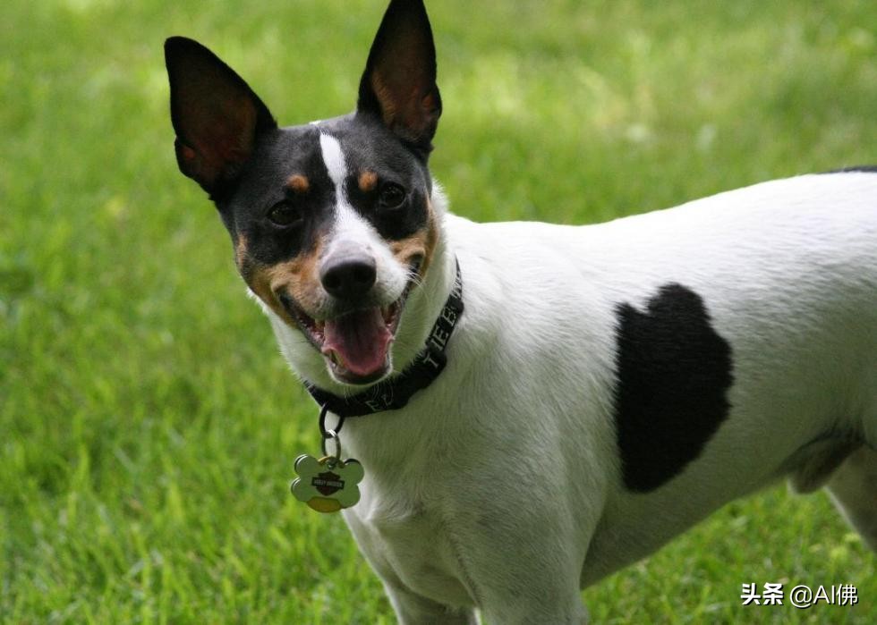 美国犬种有哪些,美国五大传奇犬种