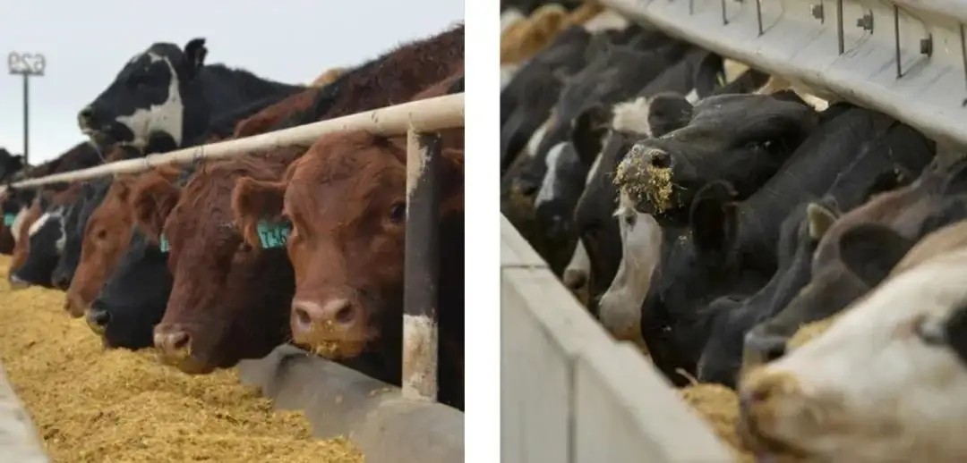 美国一个肉厂,就能控制老百姓,看看被资本控制的国家到底有多惨