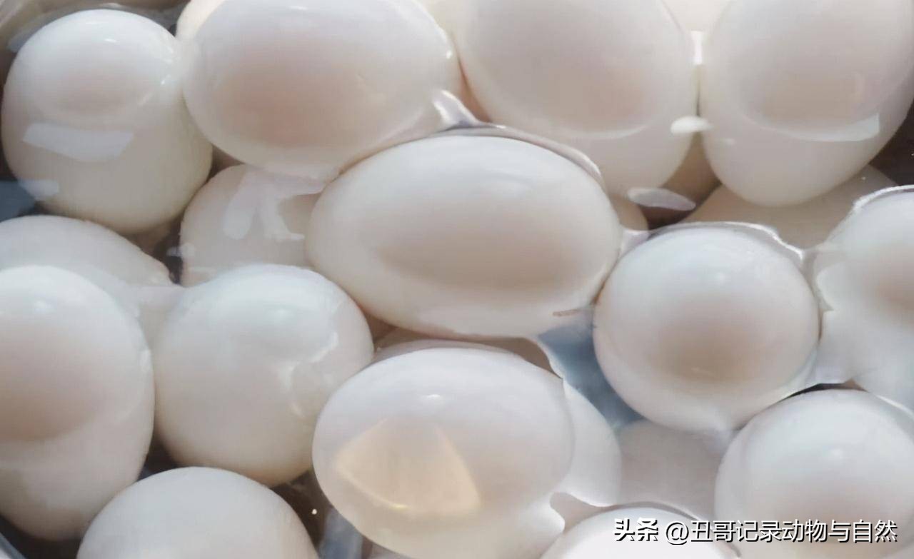 腌鹅蛋怎么腌能出油还好吃,怎么腌鹅蛋又出油又起沙又好吃