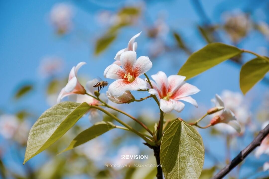 成都芍药花海景区,成都市内芍药花海