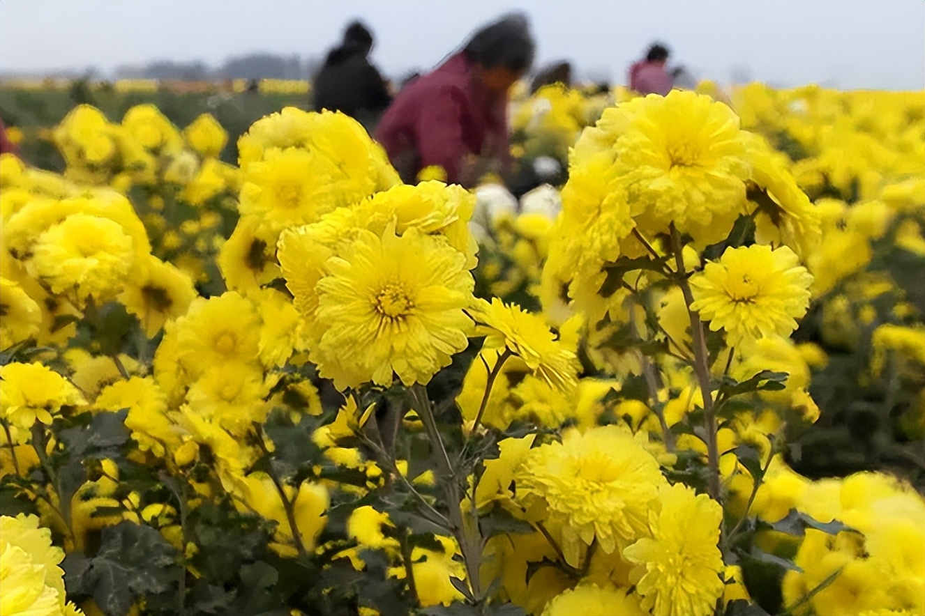 菊花有保质期吗还能喝吗,菊花能存放多久还可以喝