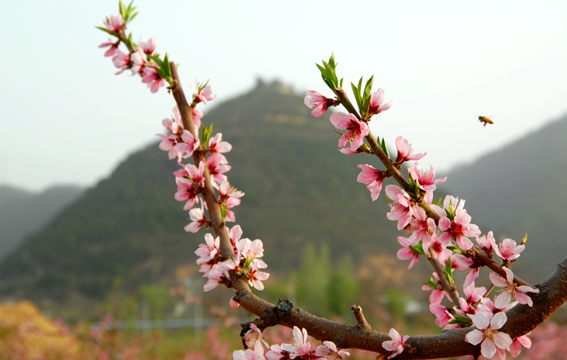 清明节是我们对故人的怀念,记录一次印象当中的清明节的记忆