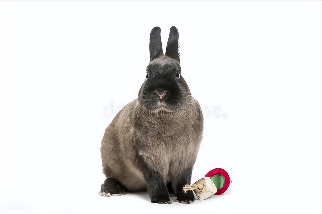 肉兔生下一窝小兔子怎么养,新手养兔入门教程小兔子