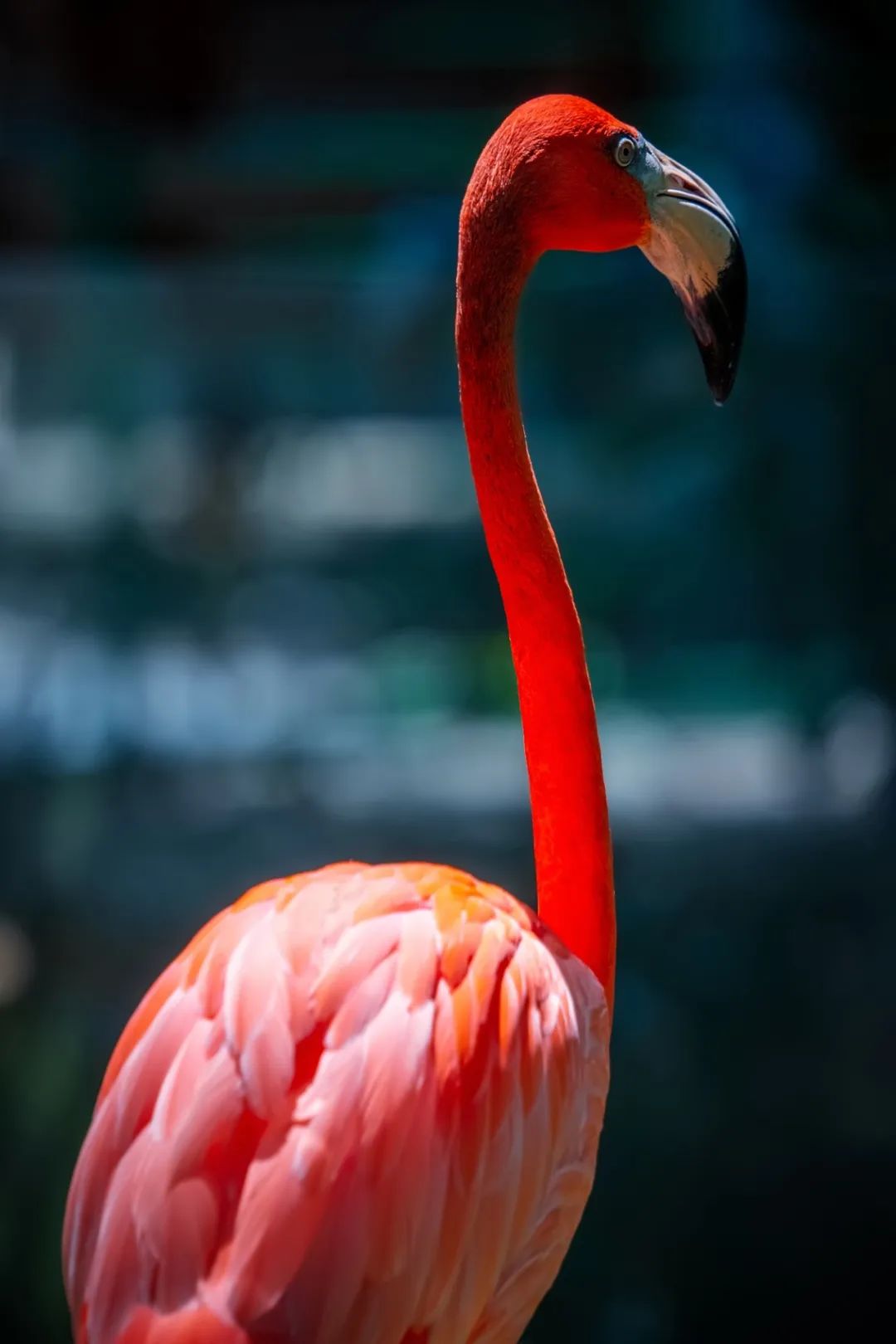 150-600mm超长焦镜头,150-600长焦镜头能拍多远