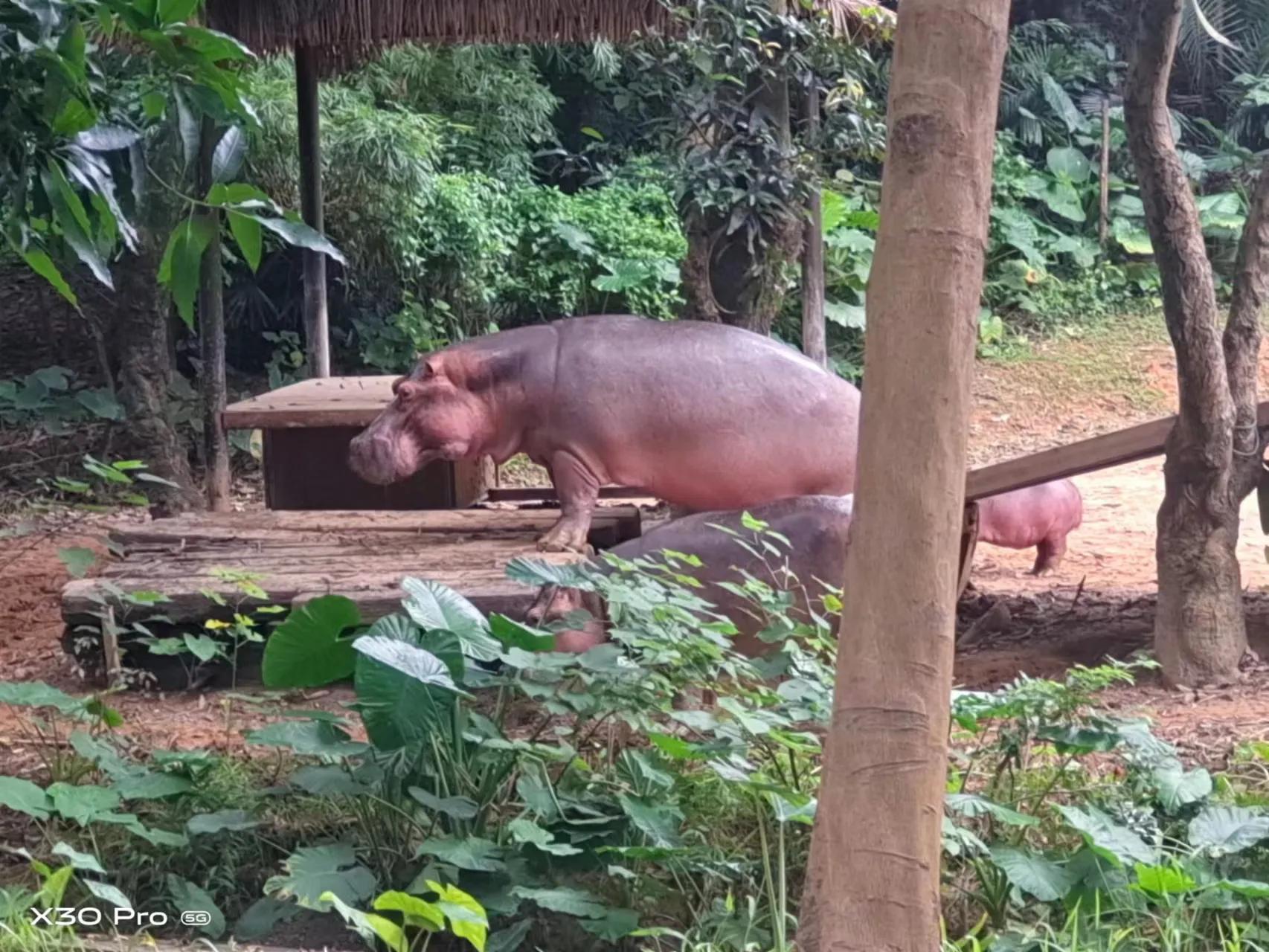 带娃去广州长隆动物园一天门票,带娃游广州长隆野生动物园