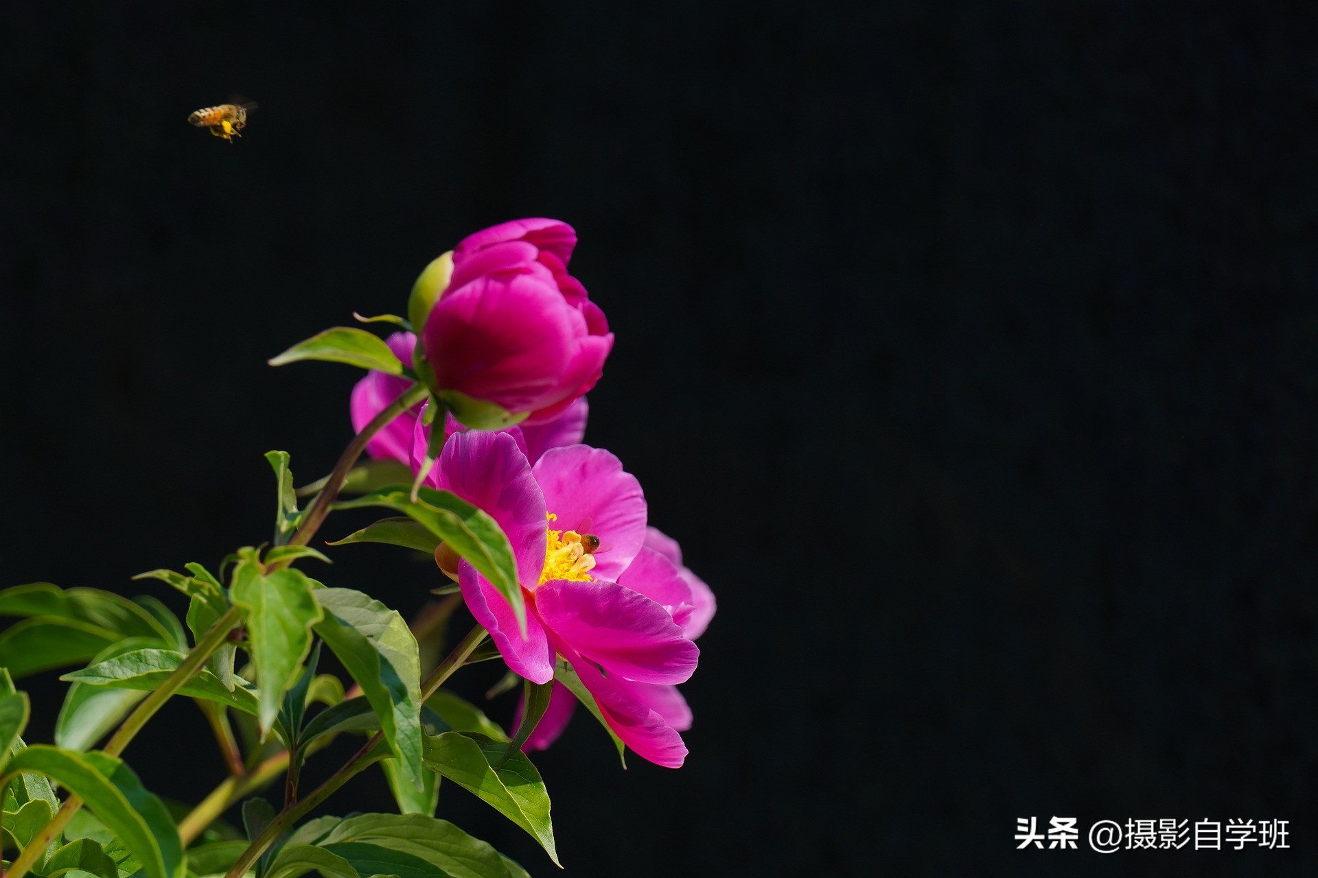 手机摄影教程花卉拍照方法,手机拍摄花卉教你4个拍摄角度