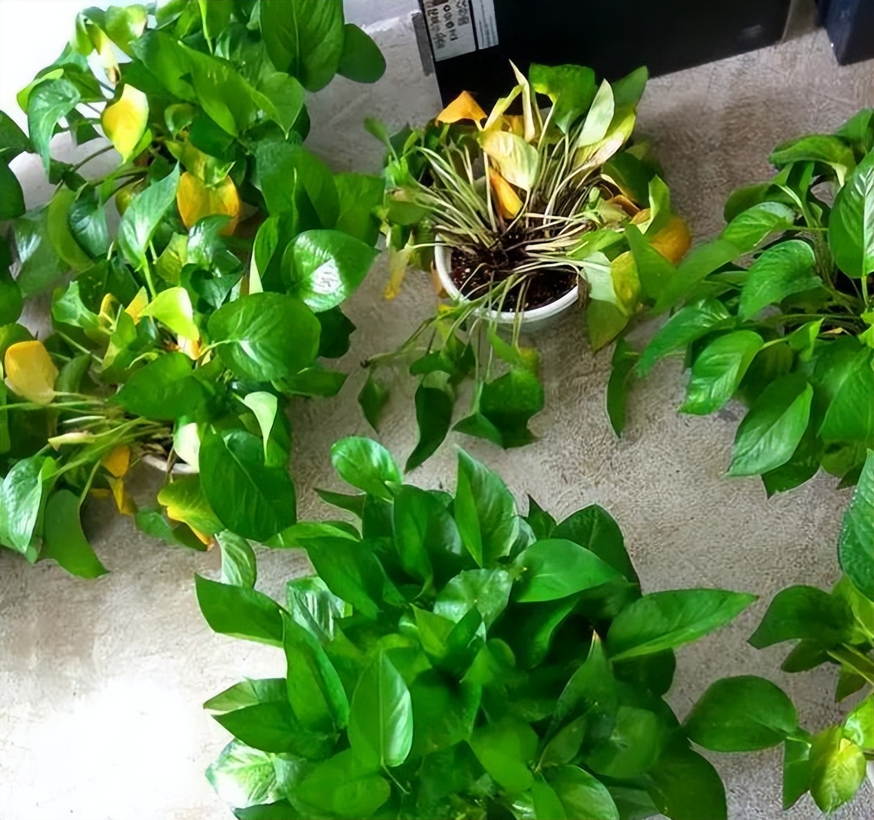 养了一年的绿萝长得很旺怎么弄,绿萝放什么才会长得茂盛