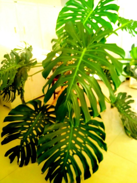 客厅外种树讲究风水吗,家里客厅窗户外适合种树吗