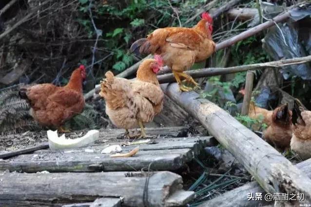 乡村故事私奔6,乡村故事65集