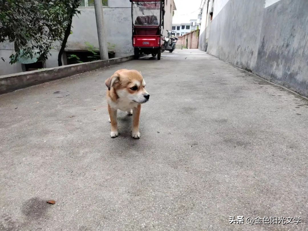可爱的小仓鼠可爱的小熊,可爱的小仓鼠和小乌龟