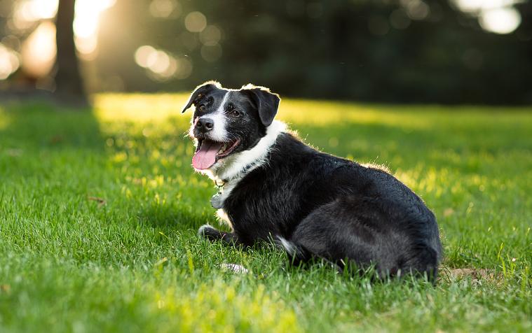补钙营养狗狗,狗狗补钙什么牌子的钙片好