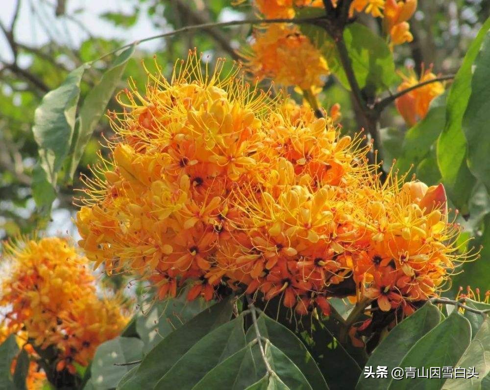 无忧花生长在哪里,无忧花与佛的联系