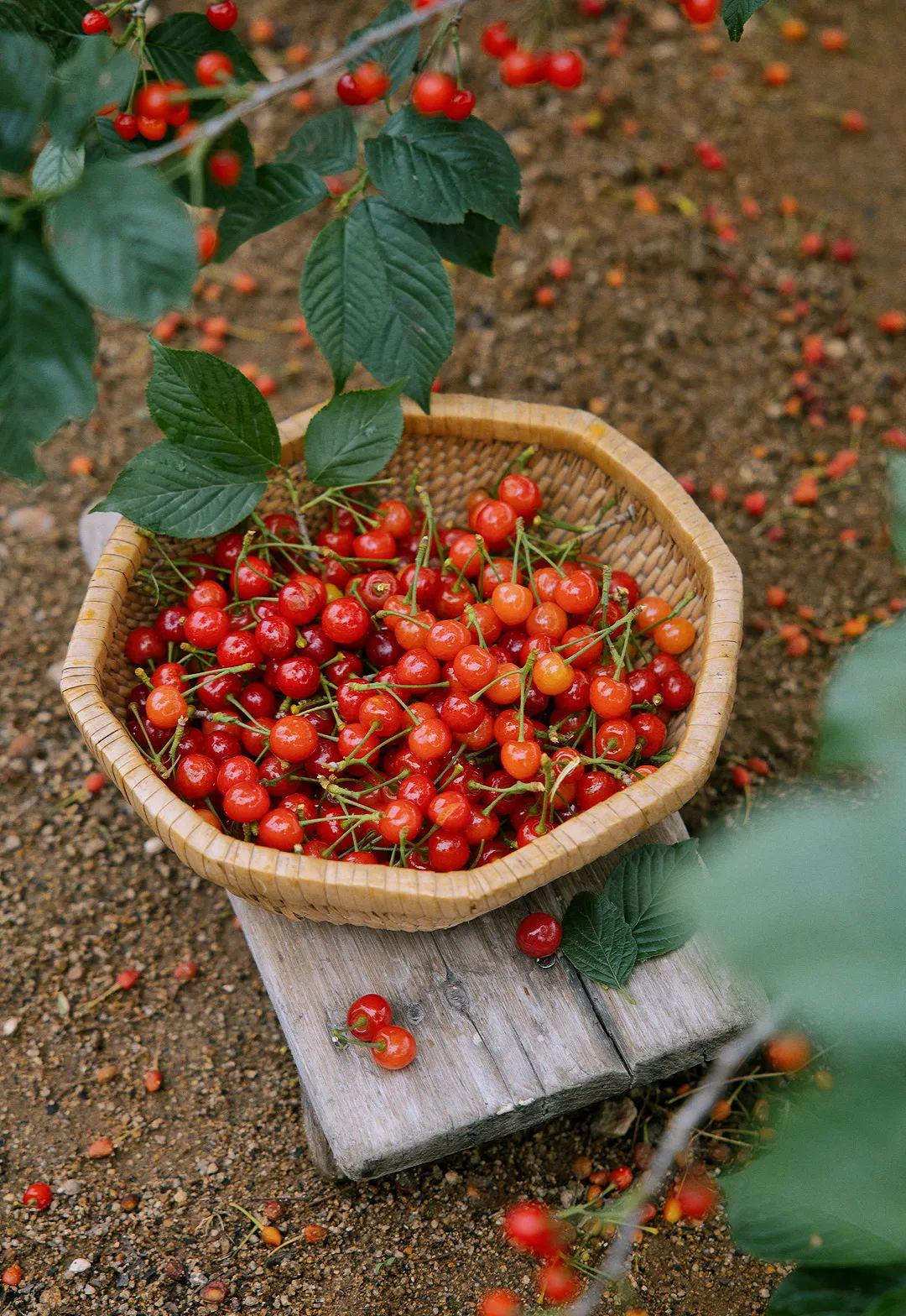 青岛在哪摘樱桃,青岛摘樱桃的好去处