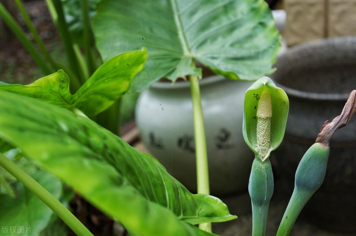 滴水观音的根烂了怎么办,滴水观音烂根了怎么回事