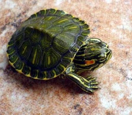 养了挺久的巴西龟突然爪子就断了，并且肿了是怎么回事呢？