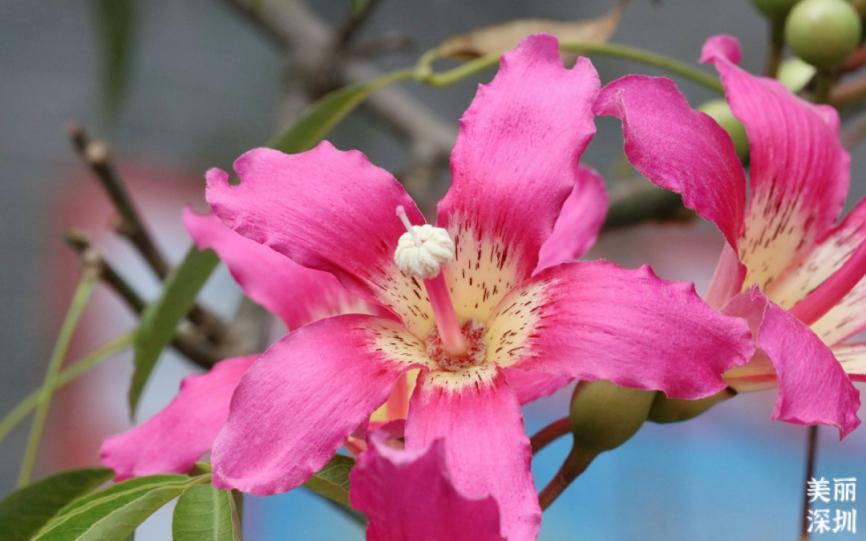 12月深圳赏花公园,11月份深圳哪个公园花好看