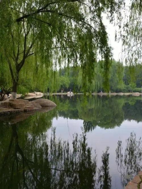 江边垂柳唯美诗句,原创咏柳诗