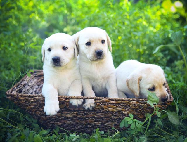 养一只忠诚不会被欺负的狗有哪些,养一只什么狗能保证你的生命安全