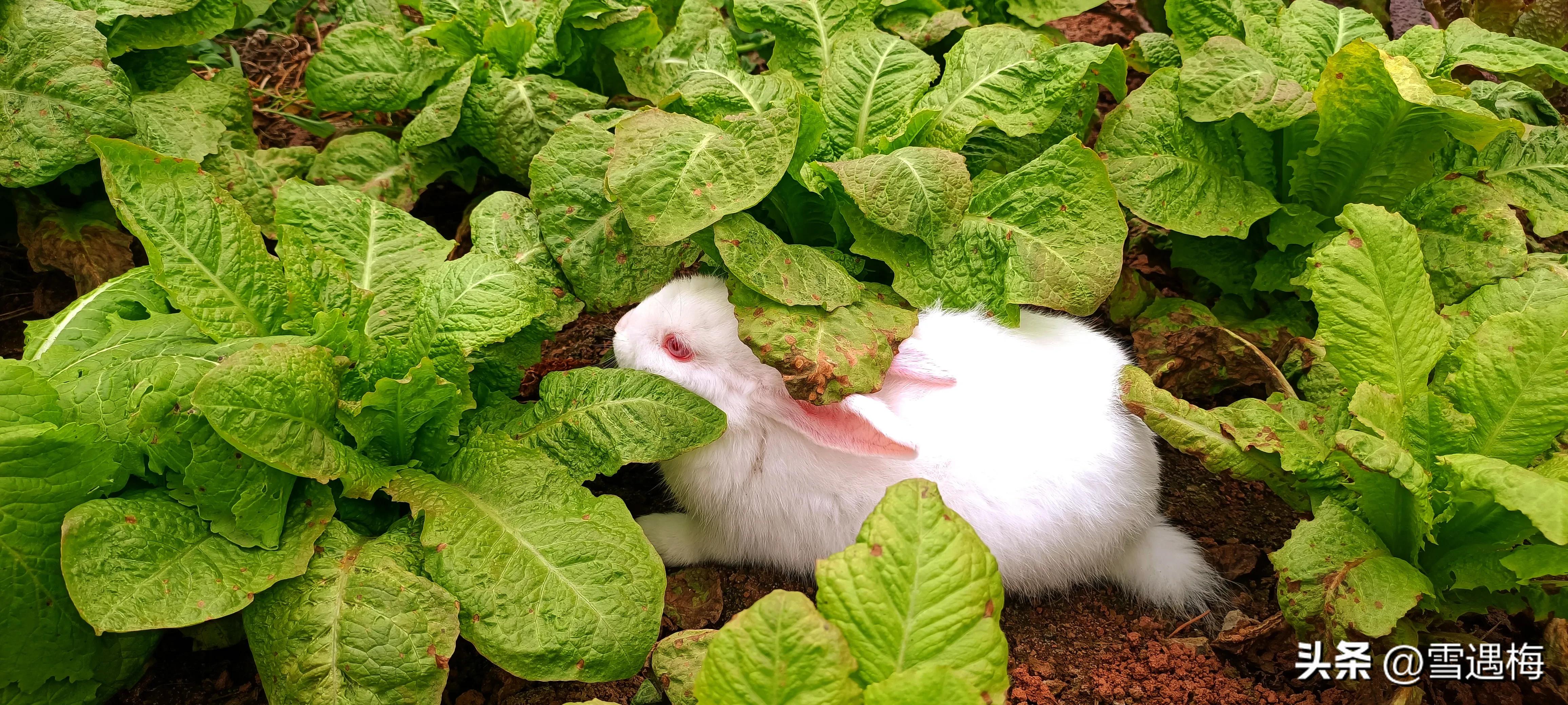 刚出生的小兔子怎么喂养,刚出生的小兔子怎么人工喂奶