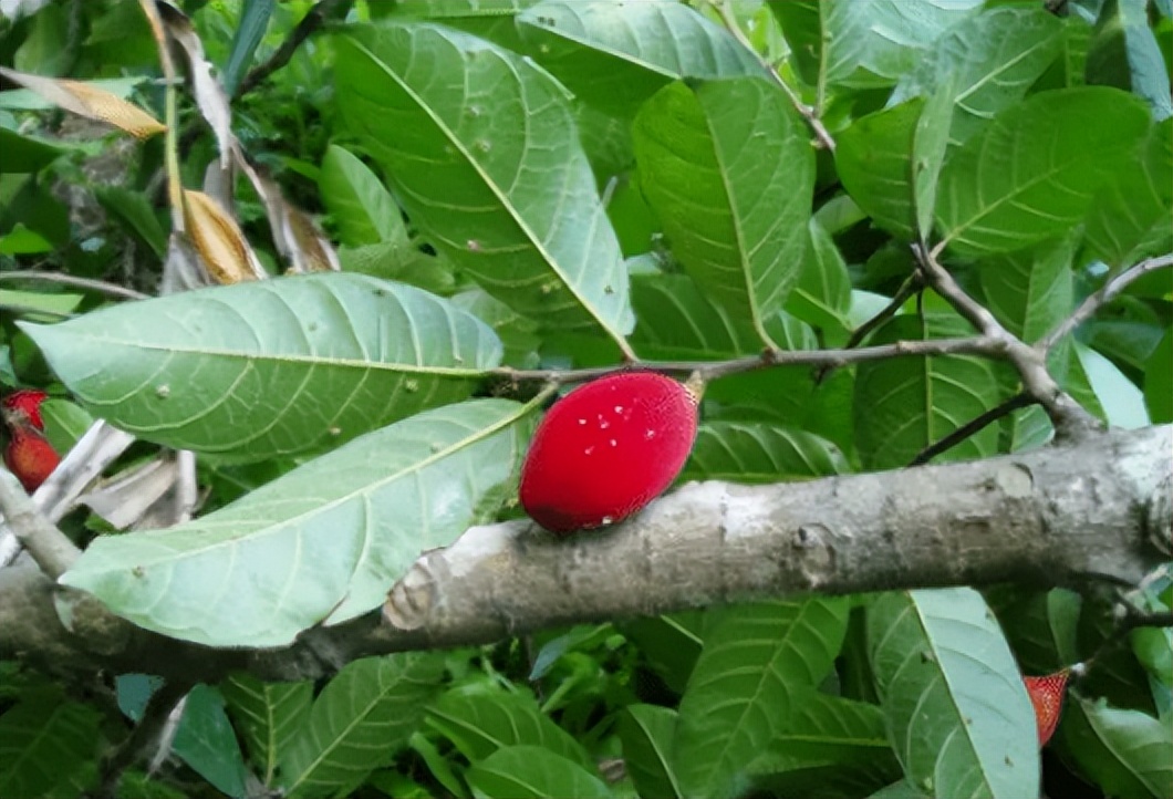 大气的花卉名字大全四个字,二字植物名字大全