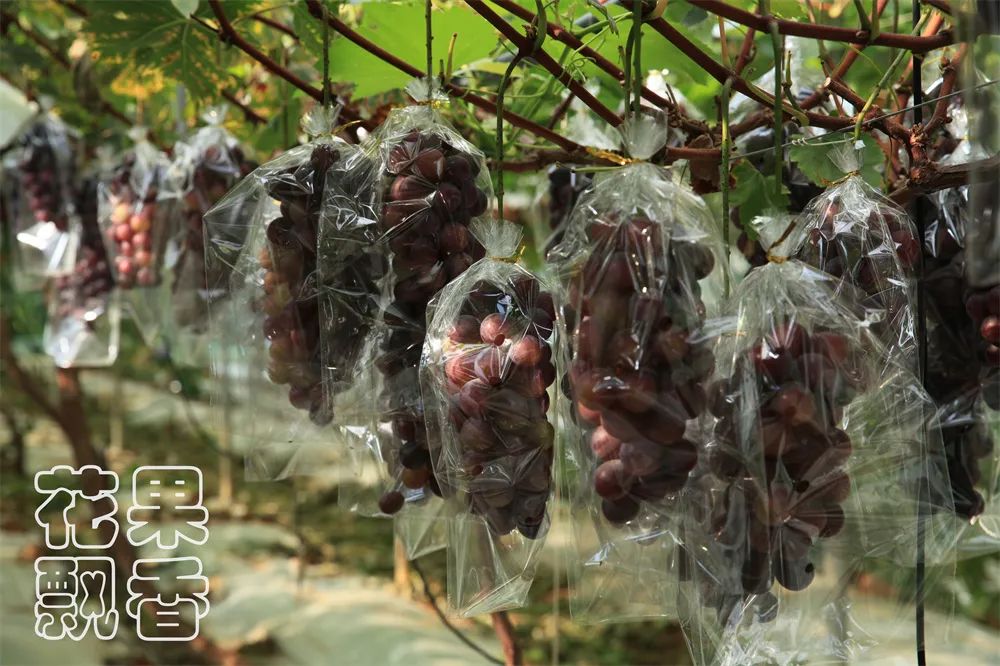 一个葡萄新品种，独家经营，先交3000元一亩的保护费，你干不干？