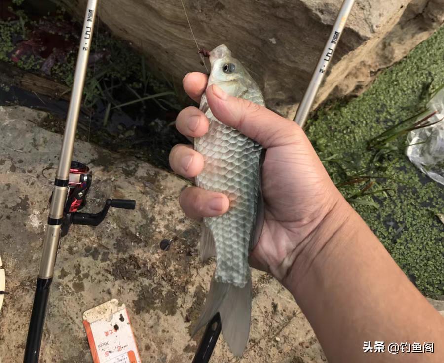 冬天串钩蚯蚓钓大板鲫,筏竿串钩挂蚯蚓冬季钓鱼技巧