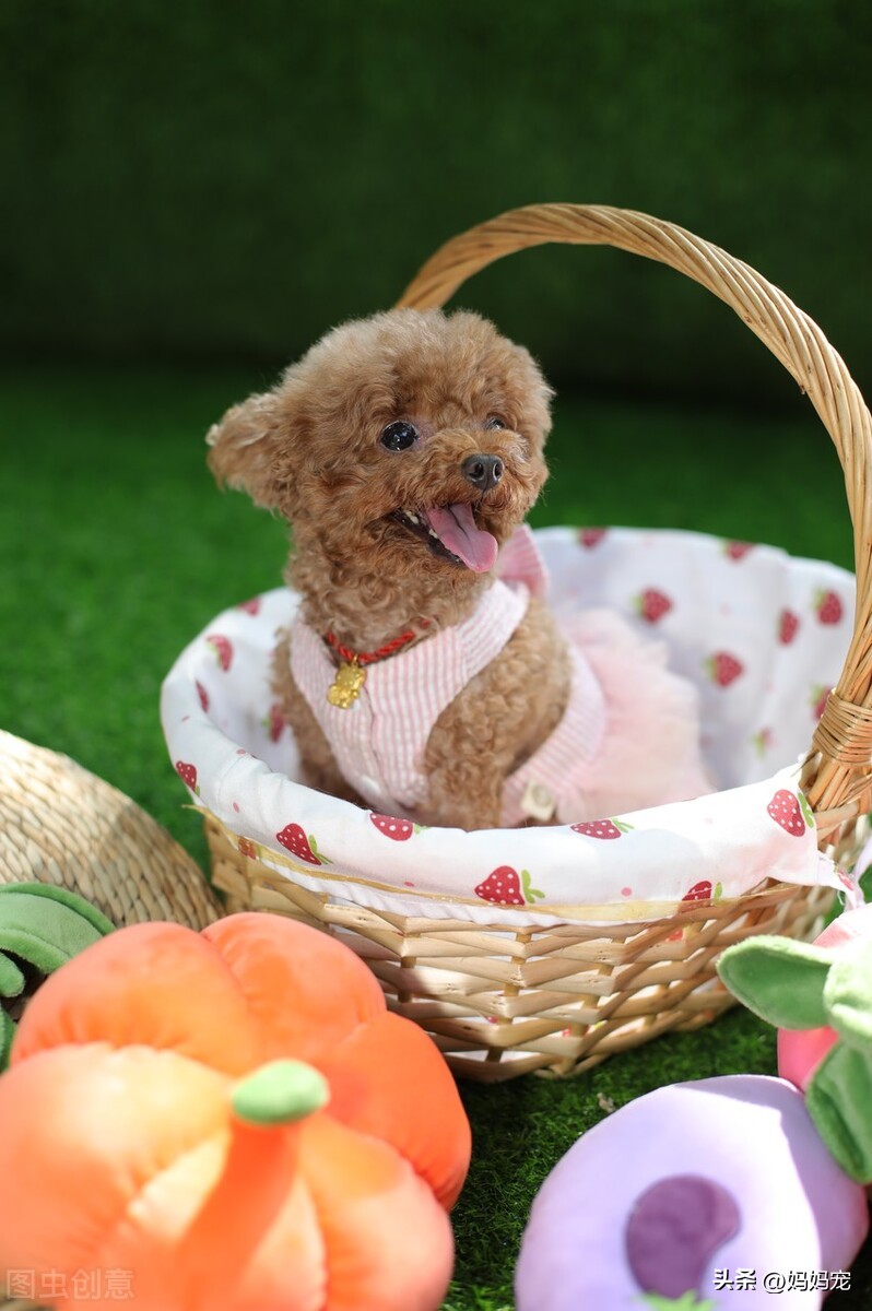 让泰迪失去理智怎么办,泰迪不听话怎么训练